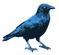 raven